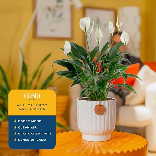 Costa Farms Peace Lily, Live Indoor Plant, Air Purifying, White Blooms - Image 5