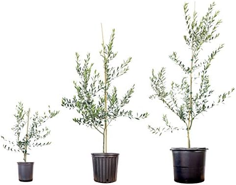 Perfect Plants Arbequina Olive Tree, 3-4 ft, Patio or Landscape - Image 5