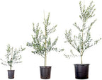 Perfect Plants Arbequina Olive Tree, 3-4 ft, Patio or Landscape - Image 5
