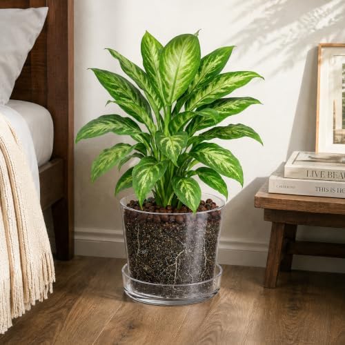 Phoenix Vine 8 Inch 10 Inch Clear Acrylic Houseplants Planter Pot with Tray, Orchid Pot with Drainage Holes, Deep Saucer for Bottom Watering, Transparent Containers for Indoor Plants, Herbs, 91-B-Y - Image 6