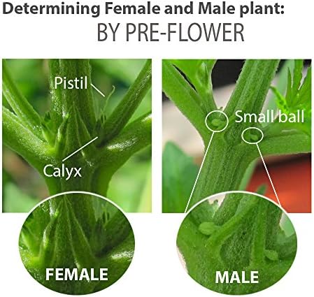 Feminized Seed Spray | 1 ounce Bottle for Growing All Female Pollen and Seeds – Safe, Non-Toxic Plant Flower Formula for Growers - Effective and Reliable Solution - Image 3