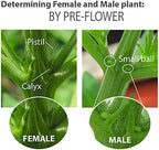 Feminized Seed Spray | 1 ounce Bottle for Growing All Female Pollen and Seeds – Safe, Non-Toxic Plant Flower Formula for Growers - Effective and Reliable Solution - Image 3