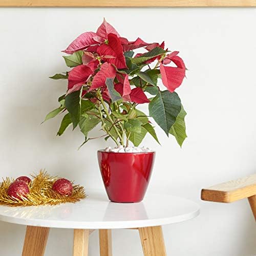 Planters, 10.2 Inch Round Self-Watering Pots, 2-Pack, Red - Image 2
