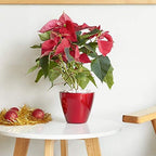 Planters, 10.2 Inch Round Self-Watering Pots, 2-Pack, Red - Image 2