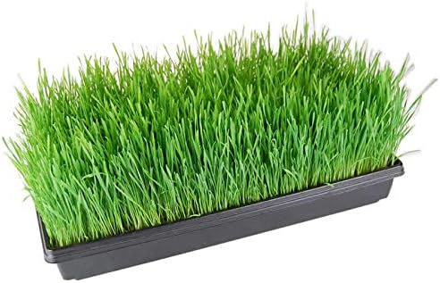 9GreenBox 5 Pack of Durable Black Plastic Growing Trays (with Holes) 21" x 11" x 2" - Planting Seedlings, Flowers, Wheatgrass - Image 3
