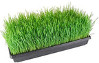9GreenBox 5 Pack of Durable Black Plastic Growing Trays (with Holes) 21" x 11" x 2" - Planting Seedlings, Flowers, Wheatgrass - Image 3