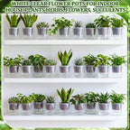 Self Watering Plant Pots, 3.5'', Transparent, 54 Pcs - Image 6
