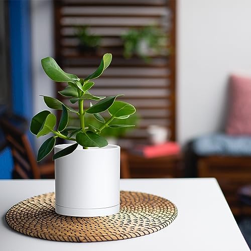 D'vine Dev 4-Pack White Plastic Planters with Saucers, 5 in, 74-Z-G-2 - Image 3