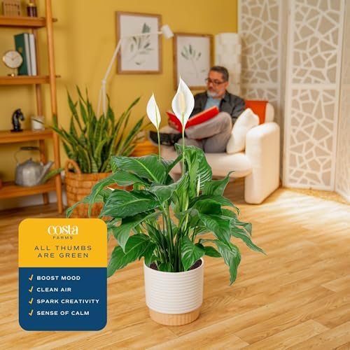 Costa Farms Peace Lily, Live Indoor Plant, Air Purifying, White Flowers - Image 5