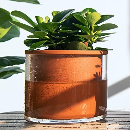Phoenix Vine 4 Inch 6 Inch Self Watering Plants Pots, Design Terracotta Pots for Plants, Indoor Cylinder Terra Cotta Planter with Glass Vase Set, 51-A-G-46 - Image 7