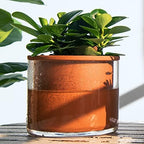 Phoenix Vine 4 Inch 6 Inch Self Watering Plants Pots, Design Terracotta Pots for Plants, Indoor Cylinder Terra Cotta Planter with Glass Vase Set, 51-A-G-46 - Image 7