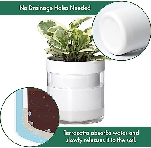 Phoenix Vine 6 Inch Self Watering Planter, White Terracotta Clay Pot with Glass Reservoir for Indoor Plants, Herbs, Flowers, Set of 1, 52-B-F-1 - Image 4