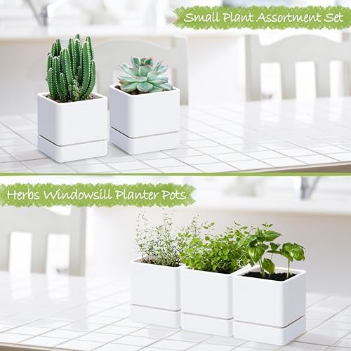 D'vine Dev 3-Pack Plastic Herb Planter Pots, 4 in, White, 76-Y-A3-1 - Image 3
