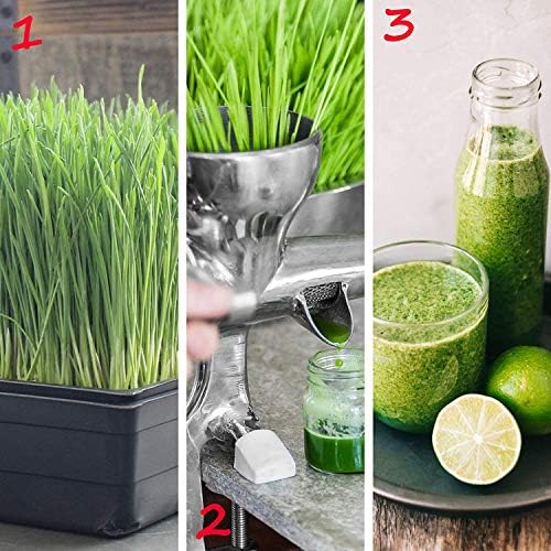 10" x 10" Garden Growing Trays with Drain Holes - 10-pack Recyclable Plastic Plant Trays for Wheatgrass Sprouting Tray, Microgreens Growing Trays, Hydroponic Trays, Nursery Flats, Greenhouse Supplies - Image 6