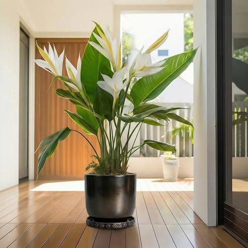 EightPot Ceramic Plant Saucer, Plant Saucers for Indoors Outdoor, 9.3 Inch Plant Drip Trays, Round Plants Plates to Catch Water, Boho Flower Pot Saucers, Decorative Plants Dishes to Catch Water, Black - Image 6