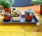 VUWEZ 2 Pack of Plastic Plant Tray Saucer Rectangular 30 inch, Planter Trays Saucers for Indoors Outdoor, Plant Water Drip Tray for Flower Pot Planter, Windowsill Pots Trays (8 X 30'', Gray) - Image 5