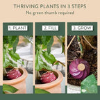 Modern Sprout Terracotta Self-Watering Bulbs, 10oz - Plum - 2Pk - Image 4