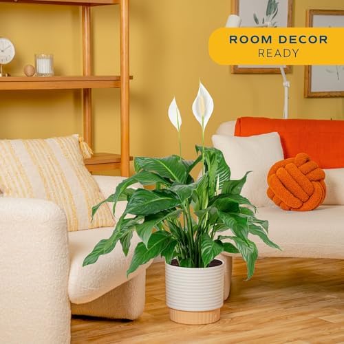 Costa Farms Peace Lily, Live Indoor Plant, Air Purifying, White Flowers - Image 2