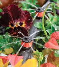 100 PC Pack (Barb) Antelco Shrubbler 360 Degree PC Drip Irrigation Dripper by DripWorks