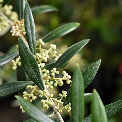 Perfect Plants Arbequina Olive Tree, 2-3 ft, Patio or Landscape - Image 3