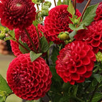 Votaniki Cornel Dahlia Bulbs - Perennial Decorative Ball Dahlia - Large Blooms, Beautiful and Versatile Dahlia Flower Bulbs for Planting - Stunning Garden Display (3 Pack) by Votaniki
