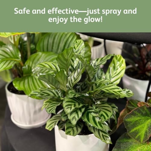 Chrysal LeafShine Spray for Indoor Plants (25oz 6 Pack) - Image 4