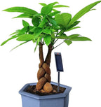 GROW24 Solar Powered Soil Moisture Meter, 9 Inch Probe, Plant Testing Tool for Indoor Outdoor Gardens (4) - Image 2
