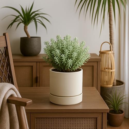 Phoenix Vine 6 Inch Planter Pot with Drainage Hole & Saucer, Deep Water Catch Tray, Straight Cylindrical Round Pot for Plants, Oatmeal, Pack of 2, 23-E-S-2 - Image 6