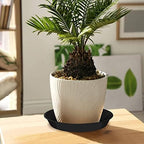 6 Pack Plant Saucer 12 14 16 18 20 22 Inch Plastic Plant Tray, Sturdy and Durable Flower Pot Container Accessories Plant Pot Saucers for Indoor and Outdoor (20 Inch, Black) - Image 5