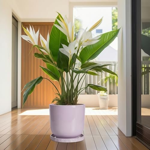 Eightpot Ceramic Plant Saucer, 11.4 Inch Plant Pot Saucers for Indoor Outdoors, Round Plant Drip Trays, Modern Plants Plates to Catch Water, Decorative Plants Dishes to Catch Water, Purple - Image 6