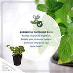 The Three Company Herb - Live Aromatic Herb, Parsley (4 Pack) - Image 7