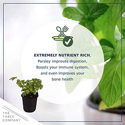 The Three Company Herb - Live Aromatic Herb, Parsley (4 Pack) - Image 7