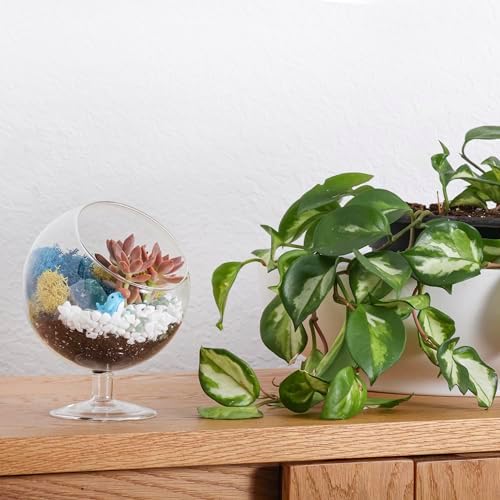 Creations by Nathalie DIY 6" Chalice Terrarium Kit Build Your Own Glass Terrarium for Adults & Teens, DIY Terrarium Kit with Live Moss, Crystals, Soil (Plant Not Included) - Image 6
