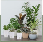 Ziliny 50 Pcs 3 Inch Self Watering Planters with Water Indicator - Image 6