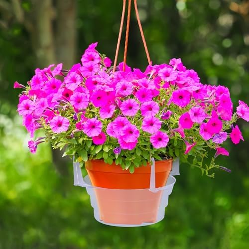 Adnee 12 Pcs 12 Inch Hanging Plant Water Catcher-Clear Plastics Plant Water Catcher Tray-Hanging Plant Saucers Drip Pans for Indoor Outdoor Hanging Basket Flower Pot - Image 4