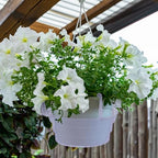 Adnee 12 Pcs 12 Inch Hanging Plant Water Catcher-Clear Plastics Plant Water Catcher Tray-Hanging Plant Saucers Drip Pans for Indoor Outdoor Hanging Basket Flower Pot - Image 5