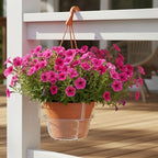 Curtis Wagner 10" Clear Hanging Basket Drip Pan Saucer (15-Pack) - Image 5