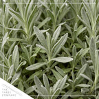 The Three Company Herb - Live Aromatic Herb, Lavender (4 Pack) - Image 2