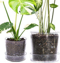 Phoenix Vine 6.5 Inch 8 Inch Clear Acrylic Houseplants Planter Pot with Tray, Orchid Pot with Drainage Holes, Deep Saucer for Bottom Watering, Transparent Containers for Indoor Plants, Herbs, 91-B-X by Phoenix+Vine