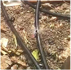 Garden Lawn Sprinkler Irrigation System Refraction Micro-Spraying Agricultural Garden Fruit Tree Sprinkler Irrigation 360 Degree Greenhouse Watering Atomizing Nozzle 100Pc - Image 6