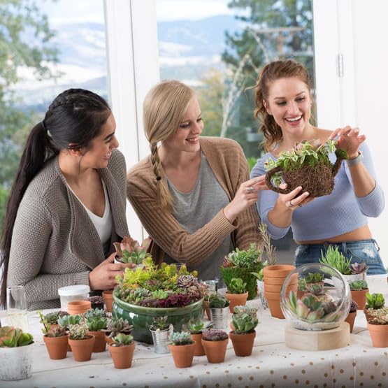 Mountain Crest Gardens Ultimate Succulent Variety Pack - 50 Unique Live Plants, Many Types, Rooted in 2 inch Pots - Indoor/Outdoor Real Succulents for Garden Decor, Favors, DIY Arrangements - Image 7