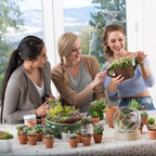 Mountain Crest Gardens Ultimate Succulent Variety Pack - 50 Unique Live Plants, Many Types, Rooted in 2 inch Pots - Indoor/Outdoor Real Succulents for Garden Decor, Favors, DIY Arrangements - Image 7