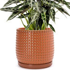 D'vine Dev Beaded Ceramic Pot with Saucer, 8 in, Pumpkin, 27-C-Q-J by DvineDevPlanterPotsandStand