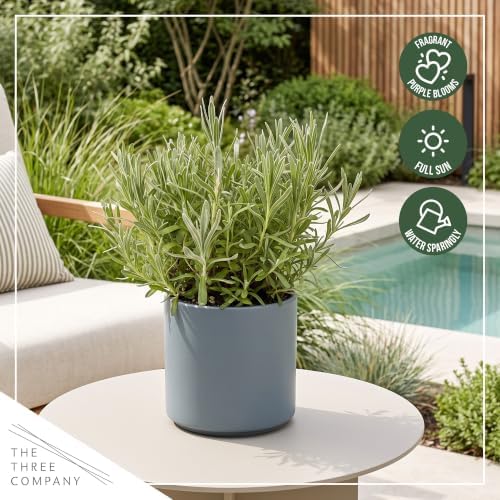 The Three Company Herb - Live Aromatic Herb, Lavender (4 Pack) - Image 6