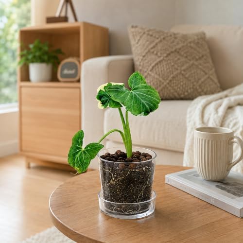 Phoenix Vine 4.5 Inch Clear Acrylic Planter Pot with Tray, Orchid Pot with Drainage Holes, Deep Saucer for Bottom Watering, Transparent Containers for Indoor Plants, Herbs, Set of 4, 91-A-E-4 - Image 7