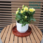 Ceramic Plant Saucer 10 Inch, Round Plant Trays for Indoors/Outdoors, Flower Pot Saucers for Holding Water Drips and Soil, Ceramic Drainage Tray for Plant Pot (Reactive Glaze Brown) - Image 2