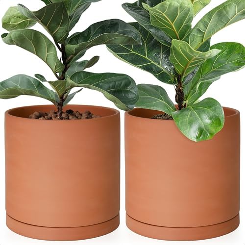 D'vine Dev 2-Pack Terracotta Plant Pots with Saucers, 10 Inch, 40-X-B-5 by DvineDevPlanterPotsandStand