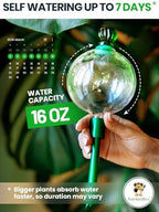 3pc 16 Oz Plant Watering Globes Large Self Watering Globes For Indoor Plant - Image 2