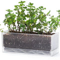 D'vine Dev Rectangular Planter, 12 x 4.5 in, Clear, Set of 1, 76-X-D-1 by DvineDevPlanterPotsandStand
