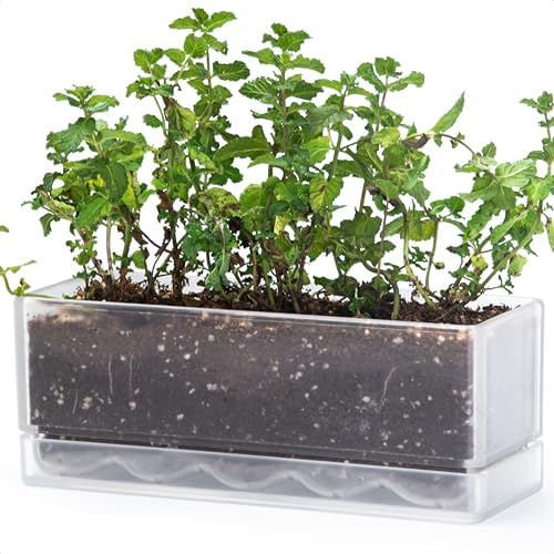 D'vine Dev Rectangular Planter, 12 x 4.5 in, Clear, Set of 1, 76-X-D-1 by DvineDevPlanterPotsandStand